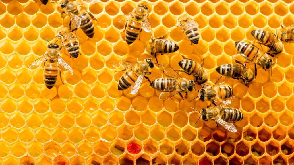 closeup of bees on honeycomb in apiary - selective focus, copy space